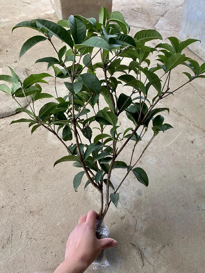 在兴安县何氏苗木的展示区,每一棵景观树木都是大自然的艺术品。今天,我们将通过访谈记录的方式,带您走进这些绿意盎然的世界。