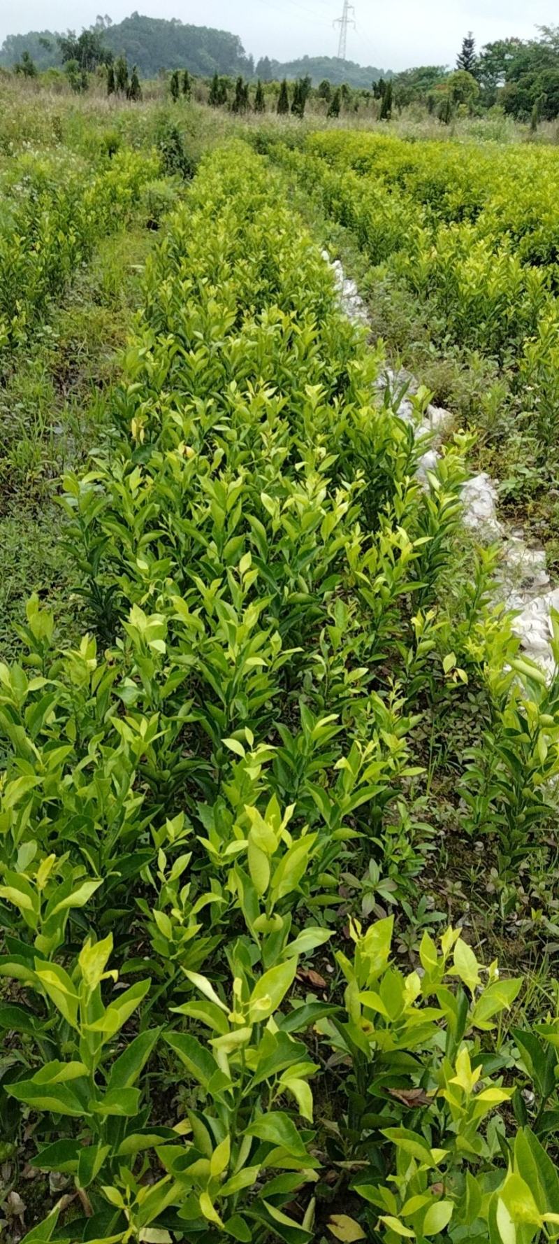紫叶李，一种极具观赏价值的景观树种，其叶片呈现深紫色，格外引人注目。但许多人可能好奇：这种美丽的植物是否适合食用呢？今天我们就来详细探讨一下。