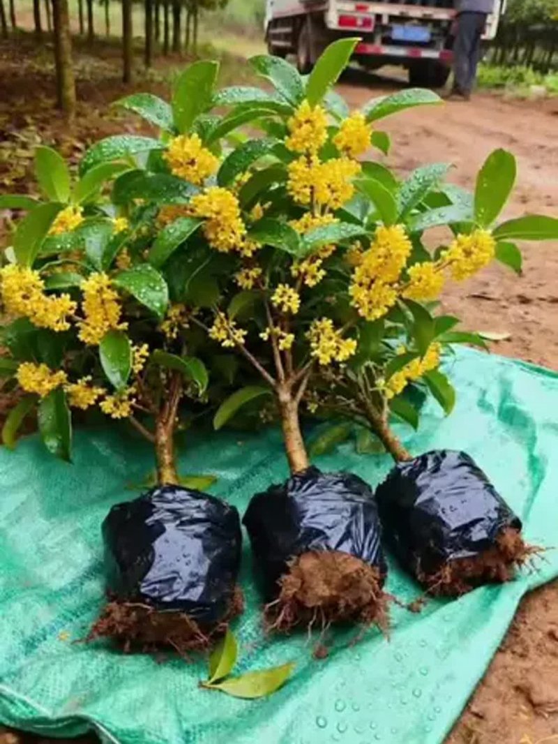 桂花树苗