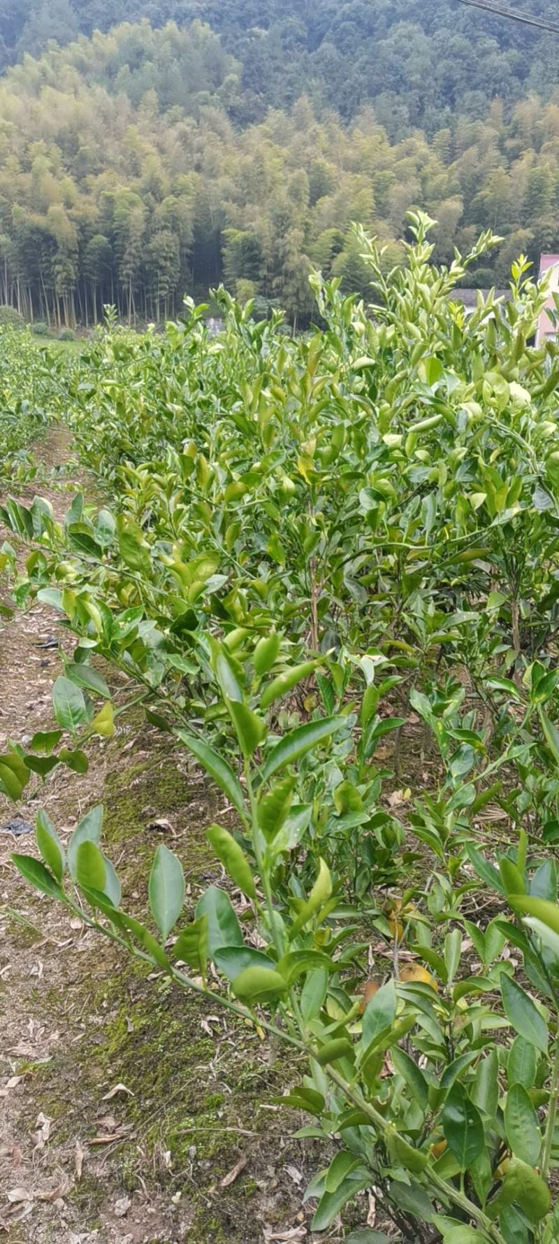 紫叶李，一种美丽但未必可食用的观赏植物