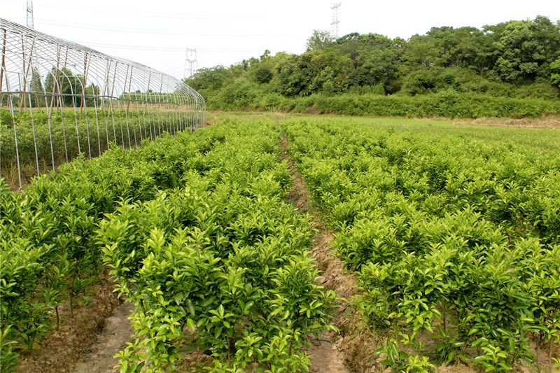 在兴安县何氏苗木,我们精心培育了各种景观树木,让您的园林更加生机勃勃。今天,让我们一起通过几个具体案例,解读这些美丽的景观树木如何为您的空间增添绿意。